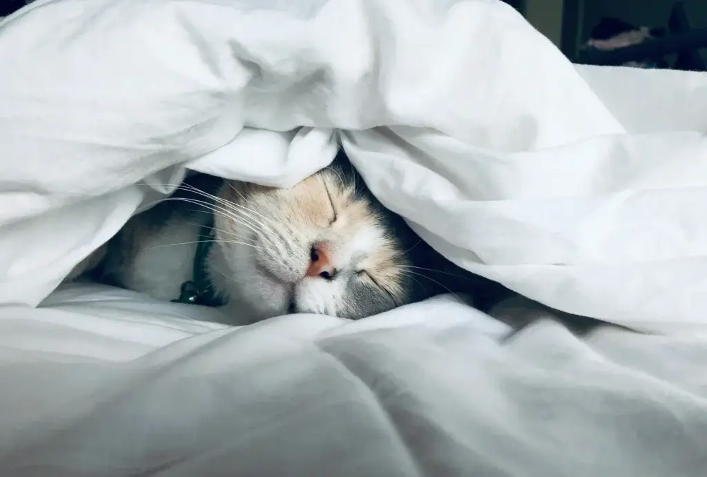 Schlafqualität verbessern Artikel Titelbild mit schlafender Katze